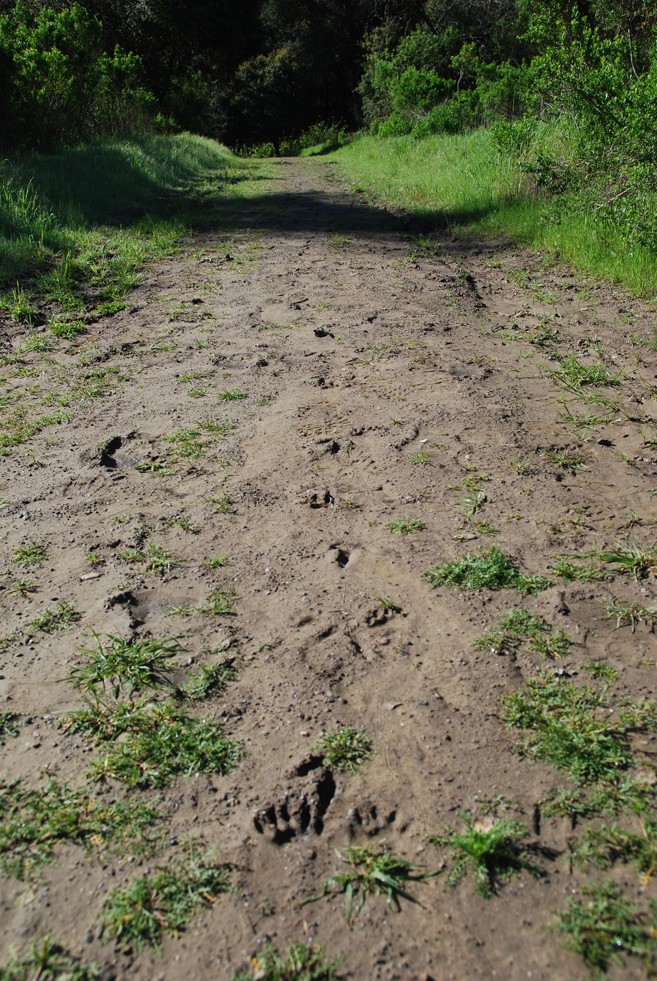 animal tracks at the reservoir
