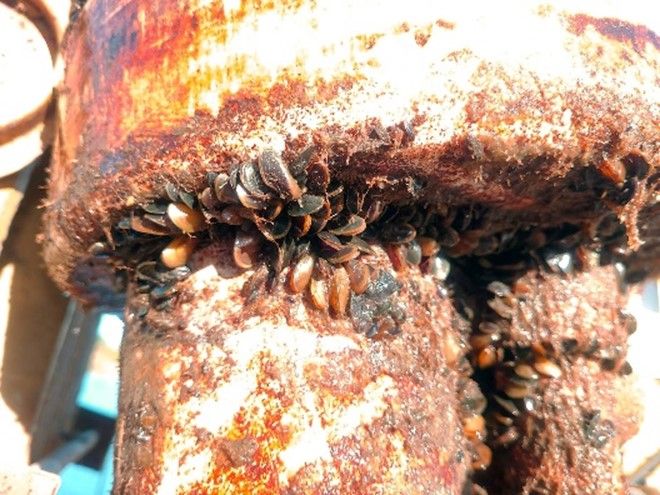 GoldenMussels2 - Invasive mussel impact on infrastructure. Source: California Department of Fish and Wildlife