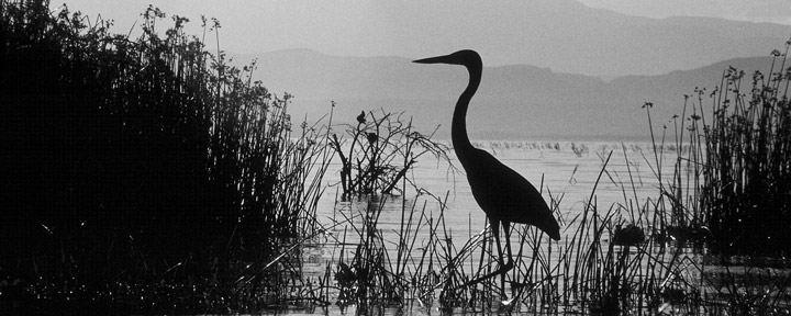 Image for page: Private sewer laterals