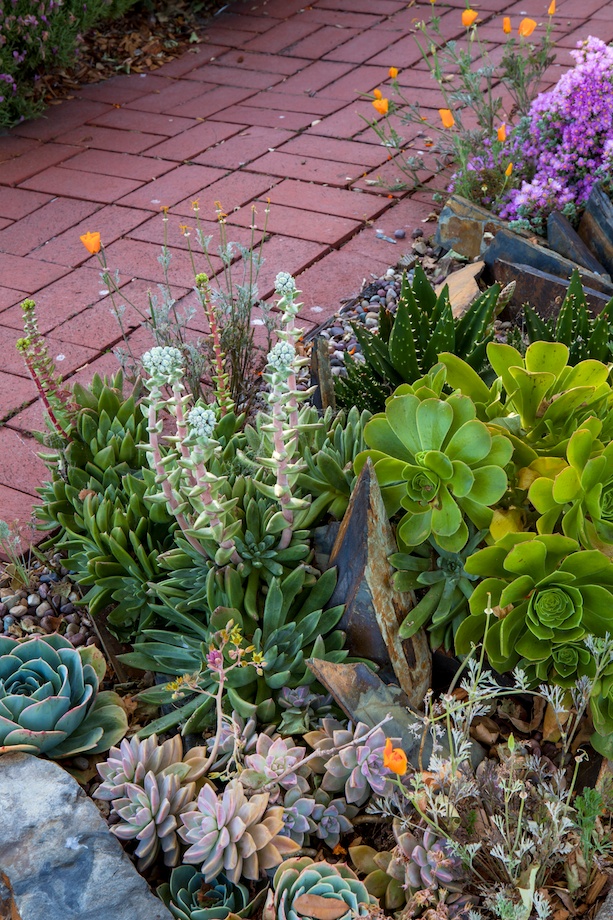 Succulents and permeable hardscape