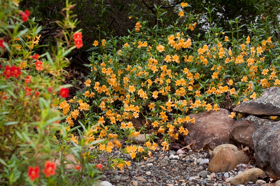 Colorful shrubs accent dry stream beds
