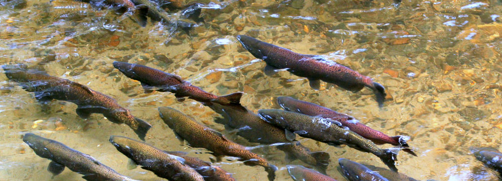 salmon-image.jpg