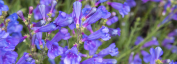 Close up of Penstemon heterophyllus flowers Close up of Penstemon heterophyllus flowers