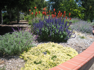 Sustainable garden design saves water and other resources.