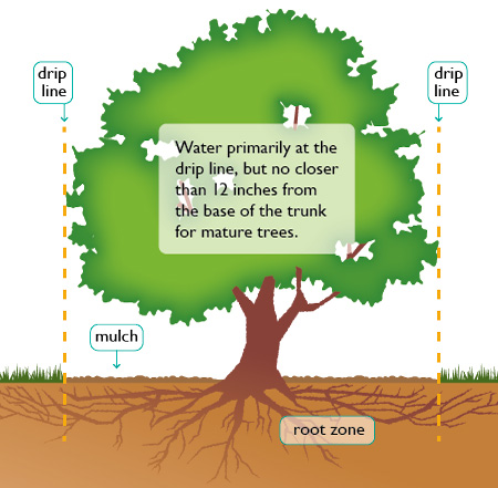 TLC for trees