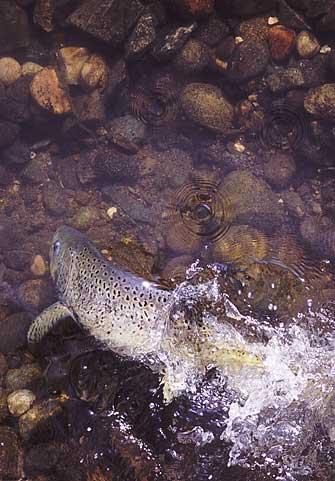 Salmon on the rebound Salmon on the rebound