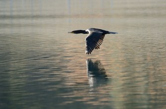 Cormorant