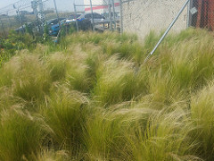 Plantright Mexican Feathergrass.jpg