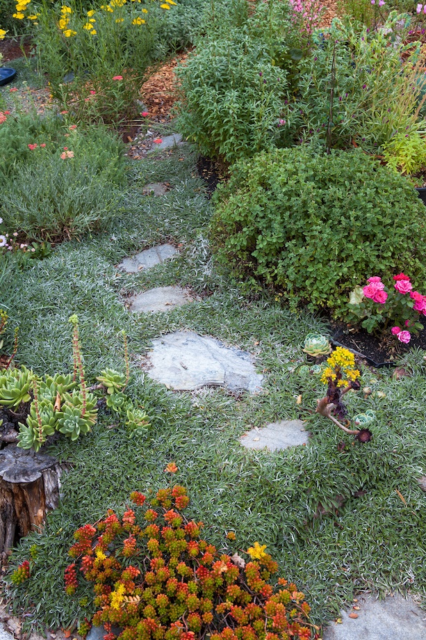 Groundcover with stepping stones