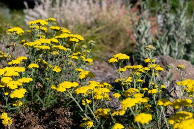 Yarrow