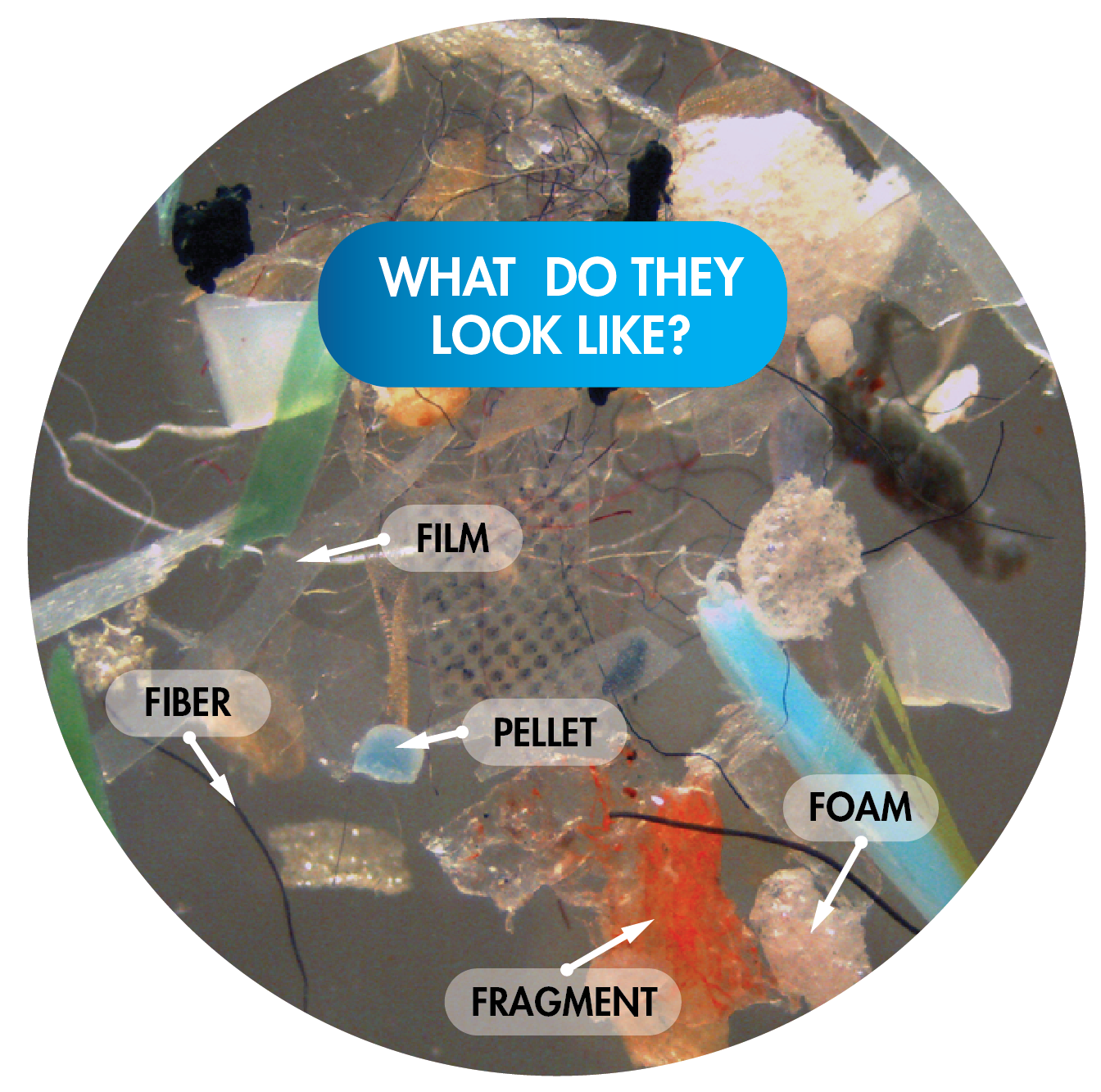 Microplastics2.png