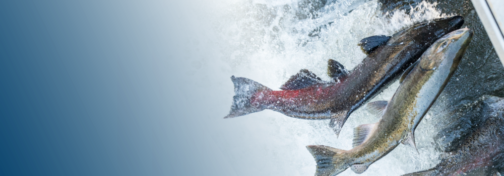 Mokelumne salmon set record return