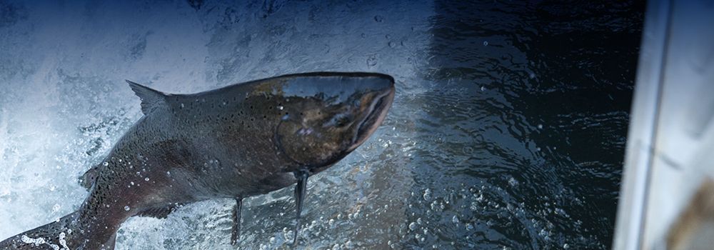 River stewardship, salmon success