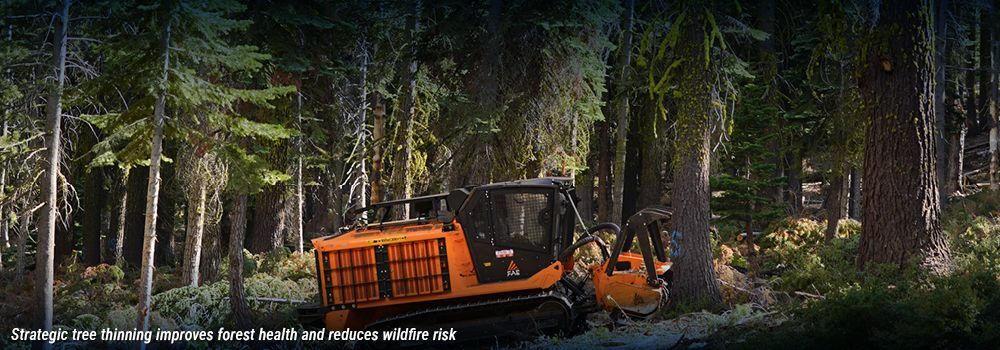 Resilient forests support healthy watersheds