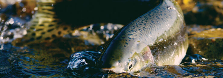 Salmon spawning