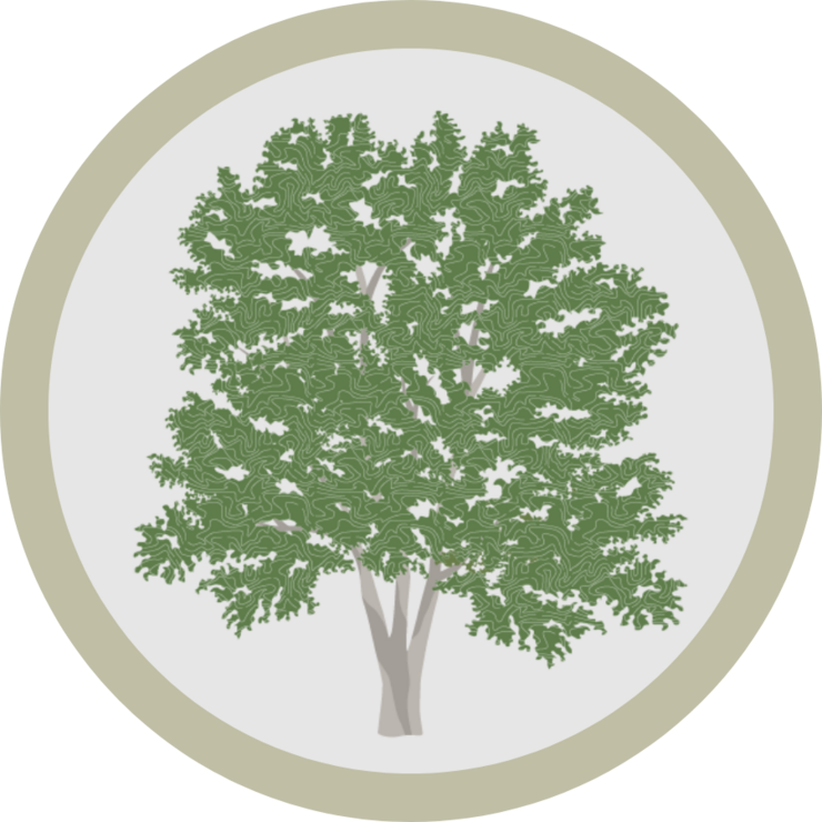 Treebate Oak