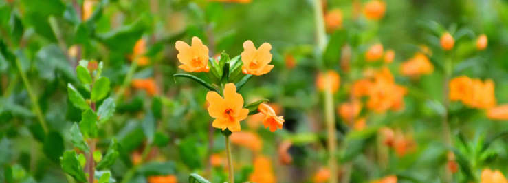 Sticky monkey flower