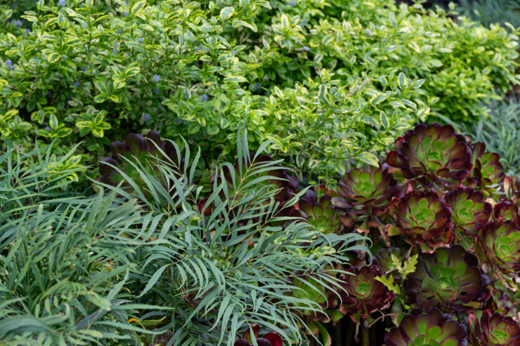 Close up of low water plants