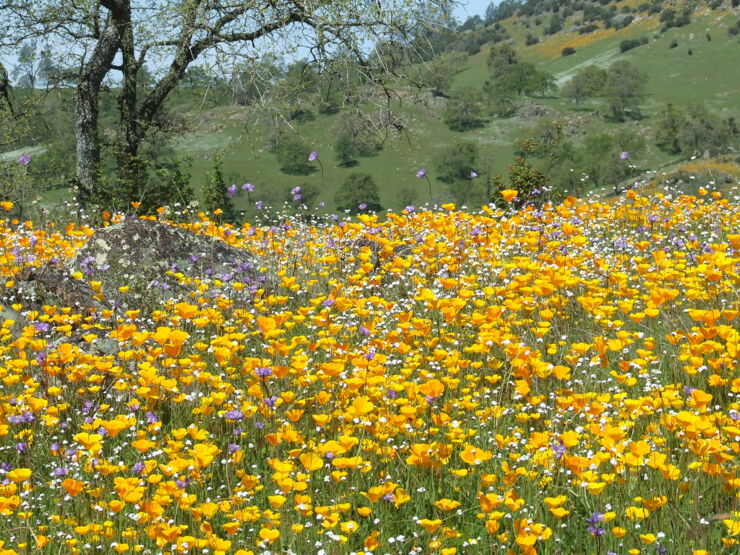 Poppies Wildflower Hike