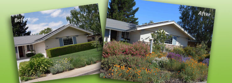 Lawn conversion before and after photo.