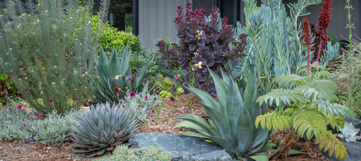 Lawn conversion to low water plants