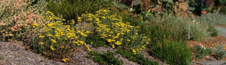 lawn-conversion-rebate-east-bay-municipal-utility-district