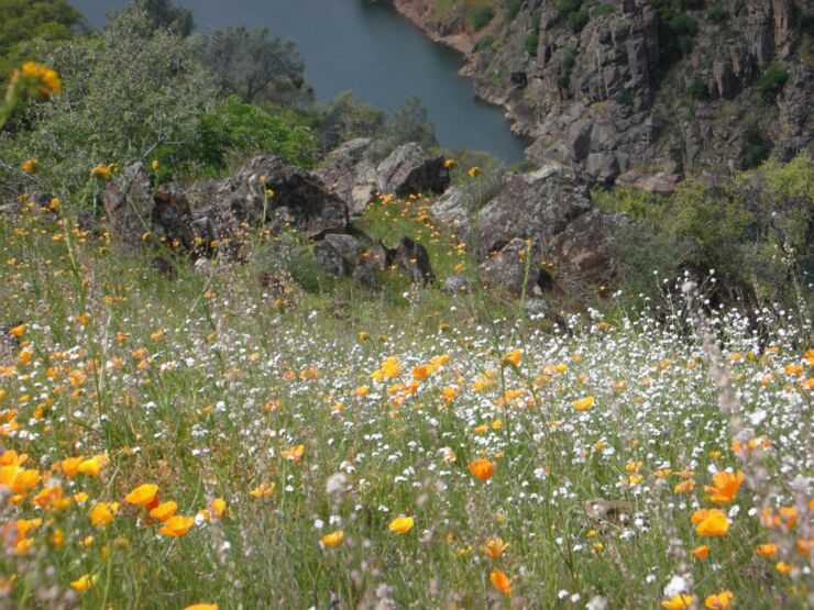 Poppies & Popcorn Flower