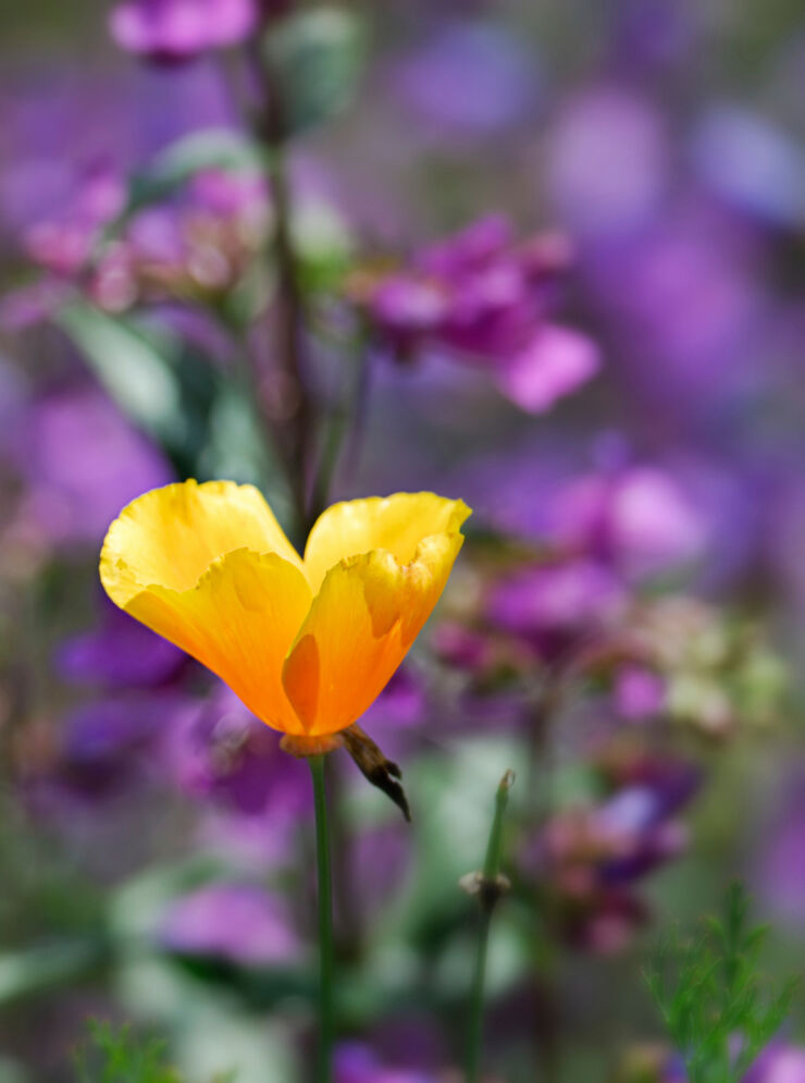 Native poppy