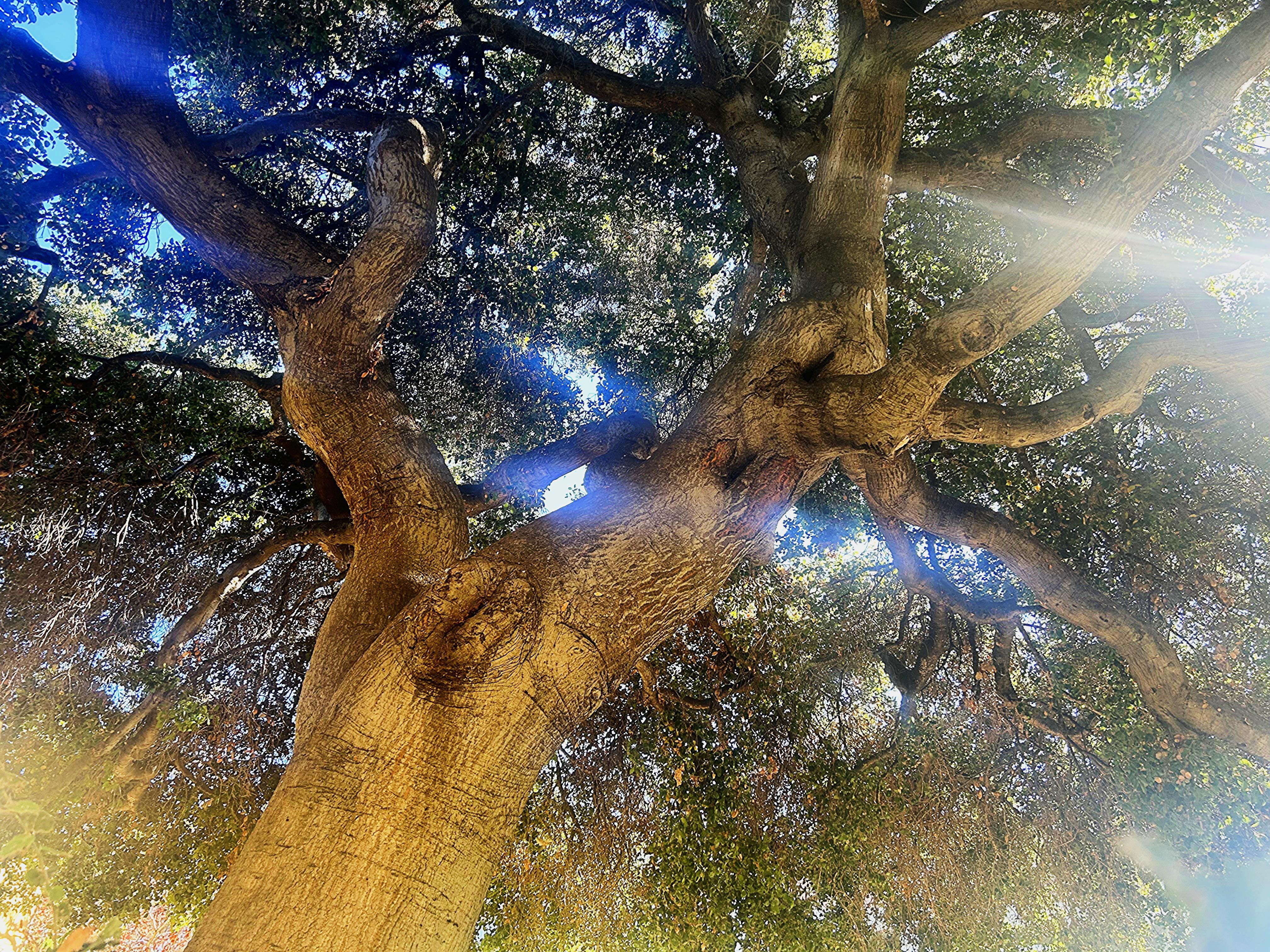 OakTree2 1