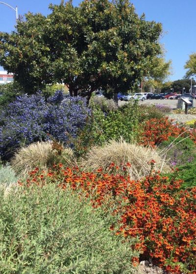 Richmond Dry Garden 2021